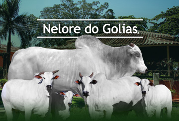 LEILÃO NELORE DO GOLIAS & CONVIDADOS